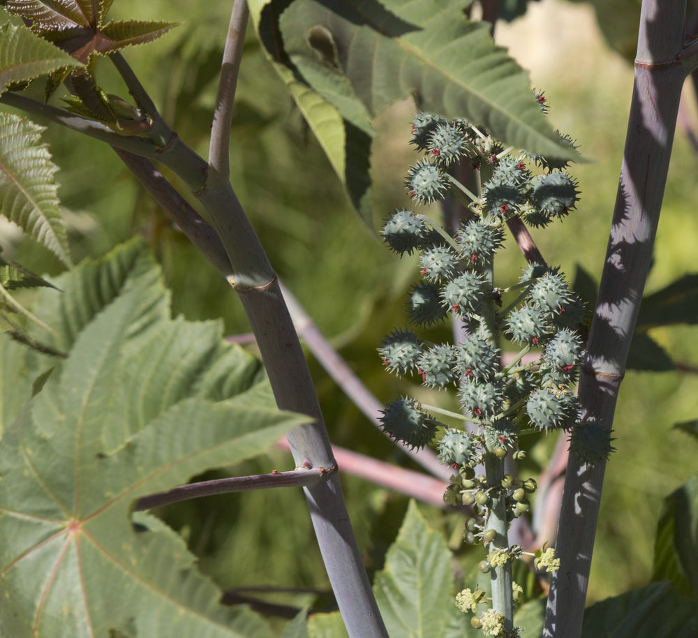 castor oil pack
