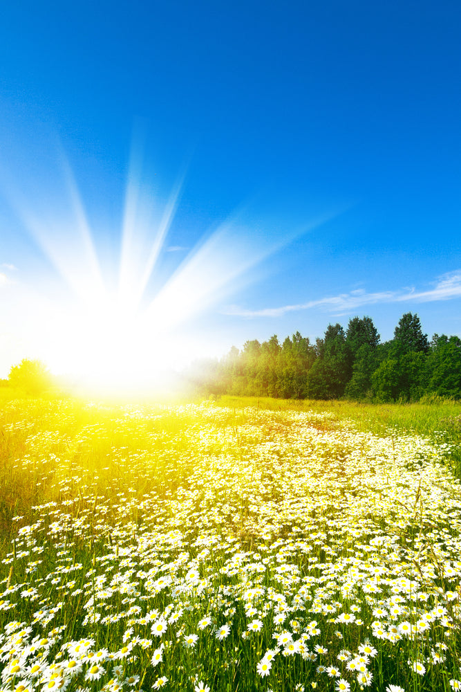 vitamin d